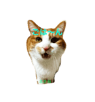 猫のまさお（個別スタンプ：7）
