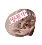 リオンぬ（個別スタンプ：1）