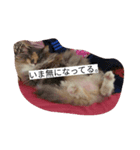 リオンぬ（個別スタンプ：6）