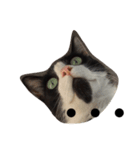 あごひげ猫（個別スタンプ：1）