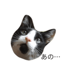 あごひげ猫（個別スタンプ：2）