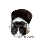 あごひげ猫（個別スタンプ：3）