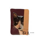 あごひげ猫（個別スタンプ：4）