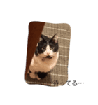 あごひげ猫（個別スタンプ：5）