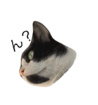 あごひげ猫（個別スタンプ：7）