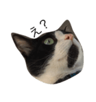 あごひげ猫（個別スタンプ：8）
