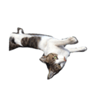 近所の猫たち（個別スタンプ：1）