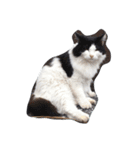 近所の猫たち（個別スタンプ：2）