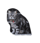 近所の猫たち（個別スタンプ：3）