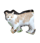 近所の猫たち（個別スタンプ：5）