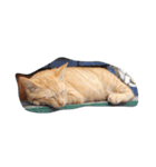 近所の猫たち（個別スタンプ：6）