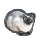 近所の猫たち（個別スタンプ：7）