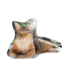 近所の猫たち（個別スタンプ：8）