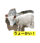 山羊ちゃん（個別スタンプ：3）