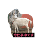 山羊ちゃん（個別スタンプ：4）
