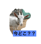 山羊ちゃん（個別スタンプ：5）