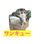 山羊ちゃん（個別スタンプ：6）