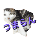 やさぐれた日（個別スタンプ：5）