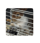 我が家の可愛いウサギ達（個別スタンプ：3）