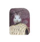 我が家の可愛いウサギ達（個別スタンプ：4）