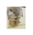 我が家の可愛いウサギ達（個別スタンプ：5）