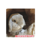 我が家の可愛いウサギ達（個別スタンプ：6）