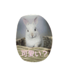 我が家の可愛いウサギ達（個別スタンプ：8）