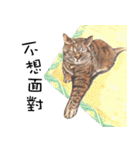 40 Peekaboo meow - Daily Life Part（個別スタンプ：1）