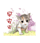40 Peekaboo meow - Daily Life Part（個別スタンプ：5）