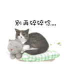 40 Peekaboo meow - Daily Life Part（個別スタンプ：7）