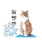 40 Peekaboo meow - Daily Life Part（個別スタンプ：10）