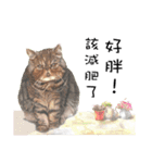 40 Peekaboo meow - Daily Life Part（個別スタンプ：12）