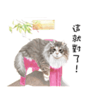 40 Peekaboo meow - Daily Life Part（個別スタンプ：13）