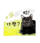 40 Peekaboo meow - Daily Life Part（個別スタンプ：14）