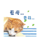 40 Peekaboo meow - Daily Life Part（個別スタンプ：15）