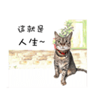 40 Peekaboo meow - Daily Life Part（個別スタンプ：16）