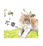 40 Peekaboo meow - Daily Life Part（個別スタンプ：17）
