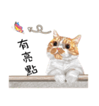 40 Peekaboo meow - Daily Life Part（個別スタンプ：19）