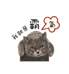 40 Peekaboo meow - Daily Life Part（個別スタンプ：20）