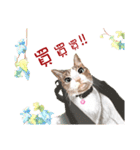 40 Peekaboo meow - Daily Life Part（個別スタンプ：22）