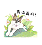 40 Peekaboo meow - Daily Life Part（個別スタンプ：25）