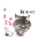 40 Peekaboo meow - Daily Life Part（個別スタンプ：36）