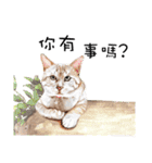 40 Peekaboo meow - Daily Life Part（個別スタンプ：37）