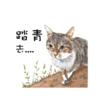 40 Peekaboo meow - Daily Life Part（個別スタンプ：38）
