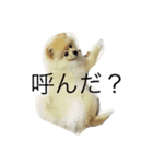 ポメラニアンのきなこ（個別スタンプ：1）