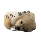 ポメラニアンのきなこ（個別スタンプ：10）
