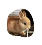 @POPO（個別スタンプ：2）