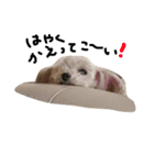 うちのひなちゃんスタンプ（個別スタンプ：7）