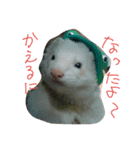 フェレット三兄弟（個別スタンプ：2）