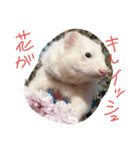 フェレット三兄弟（個別スタンプ：3）